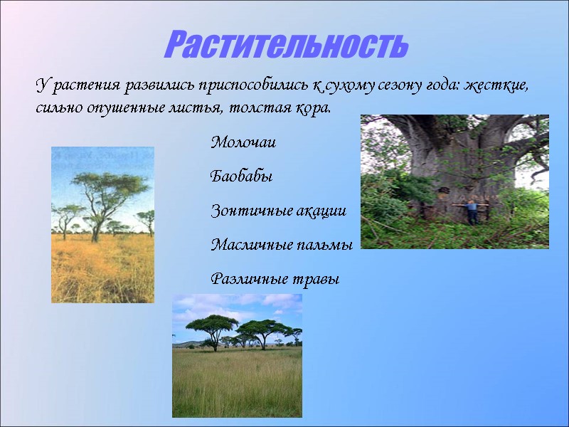 Растительность Молочаи Баобабы Зонтичные акации  Масличные пальмы Различные травы У растения развились приспособились